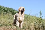 GOLDEN RETRIEVER 076